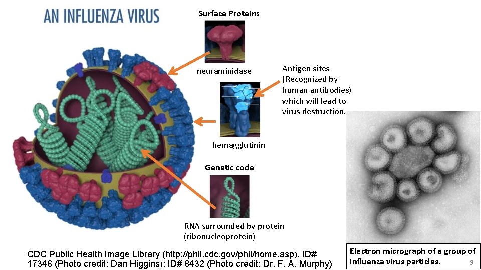 Surface Proteins neuraminidase Antigen sites (Recognized by human antibodies) which will lead to virus