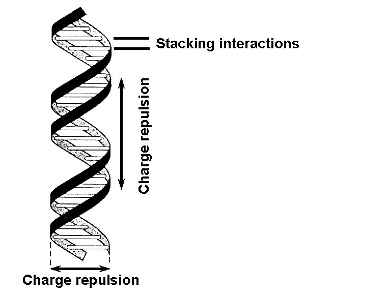 Charge repulsion Stacking interactions Charge repulsion 