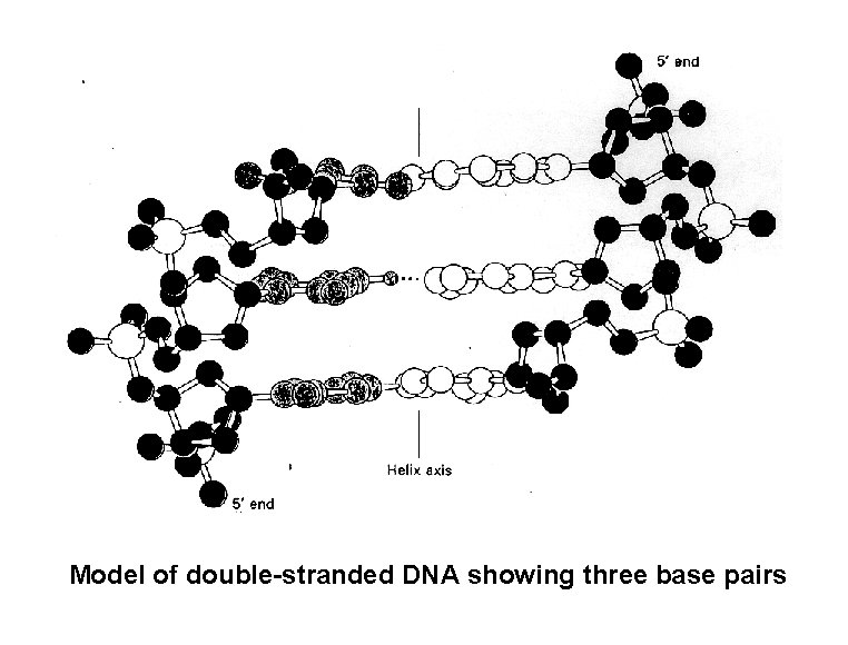 Model of double-stranded DNA showing three base pairs 