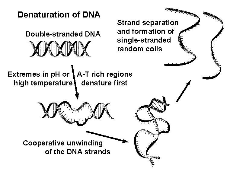 Denaturation of DNA Double-stranded DNA Strand separation and formation of single-stranded random coils Extremes