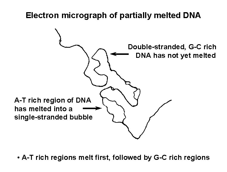 Electron micrograph of partially melted DNA Double-stranded, G-C rich DNA has not yet melted