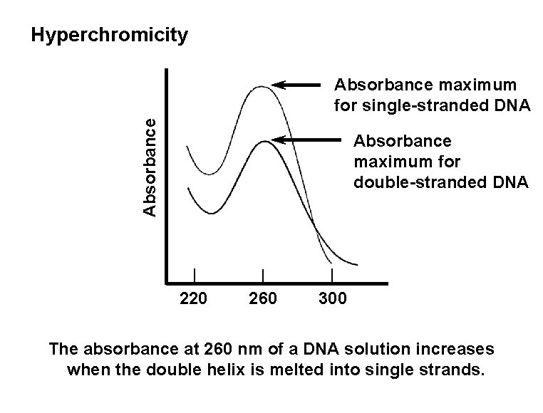Hyperchromicity Absorbance maximum for single-stranded DNA Absorbance maximum for double-stranded DNA 220 260 300