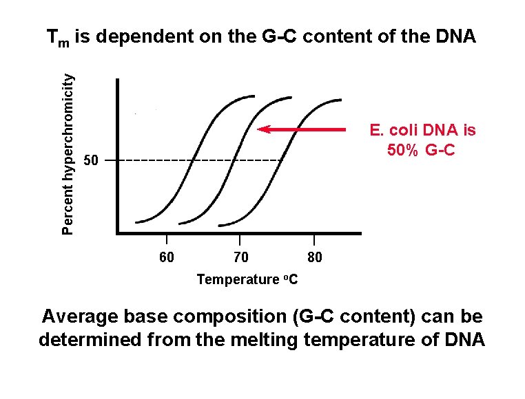 Percent hyperchromicity Tm is dependent on the G-C content of the DNA E. coli