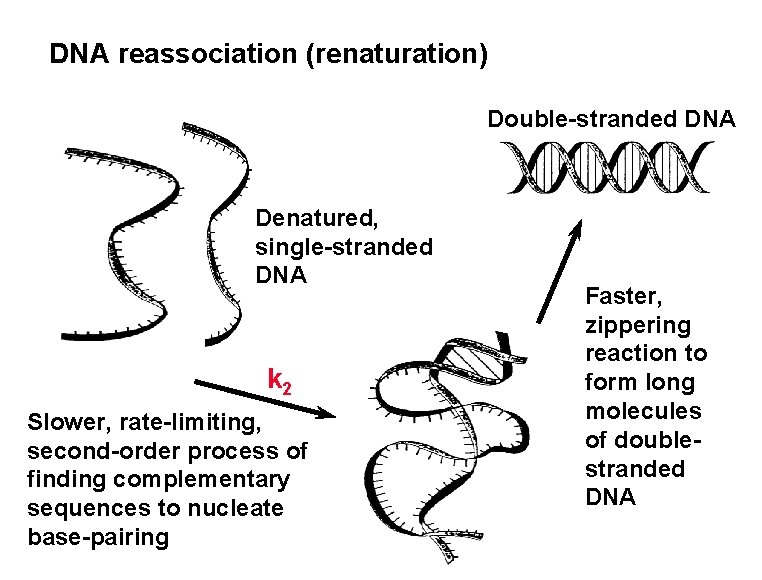 DNA reassociation (renaturation) Double-stranded DNA Denatured, single-stranded DNA k 2 Slower, rate-limiting, second-order process