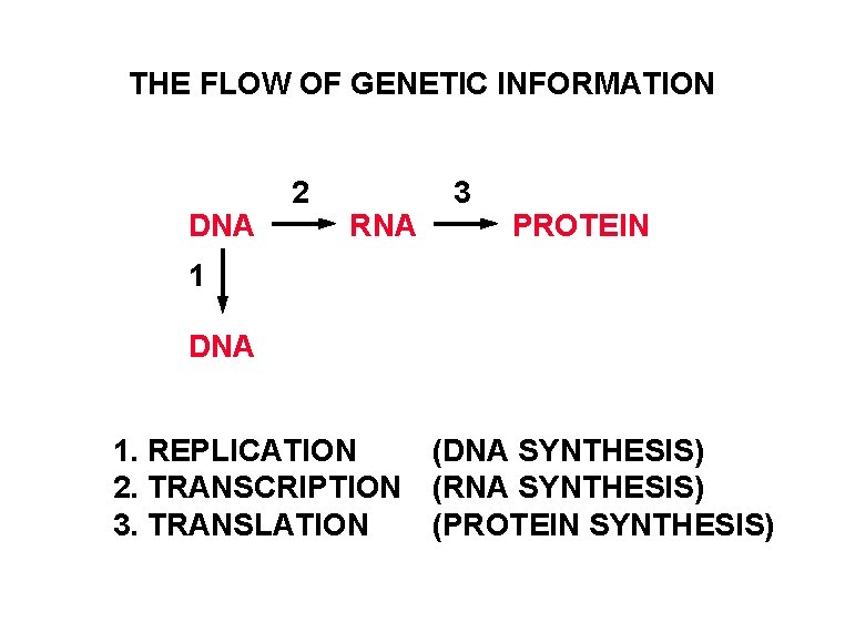THE FLOW OF GENETIC INFORMATION DNA 2 RNA 3 PROTEIN 1 DNA 1. REPLICATION