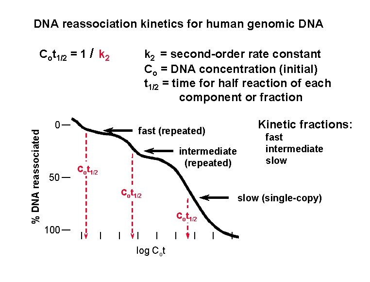 DNA reassociation kinetics for human genomic DNA % DNA reassociated Cot 1/2 = 1