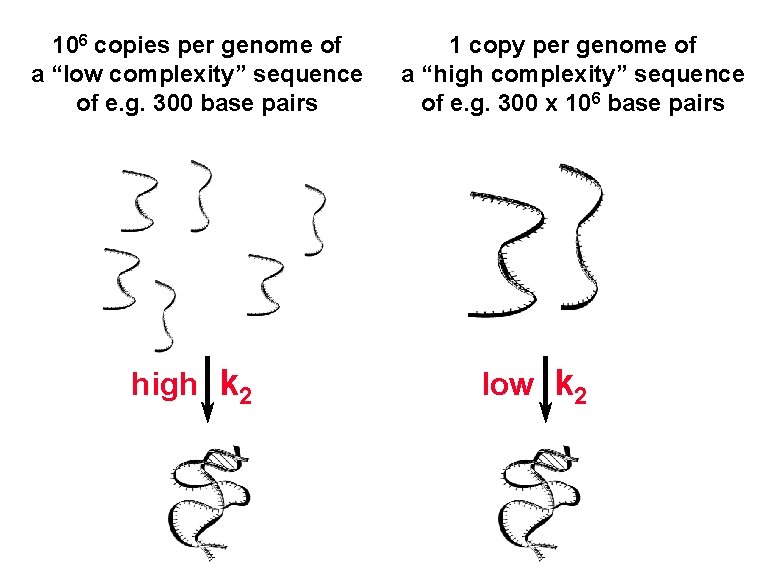 106 copies per genome of a “low complexity” sequence of e. g. 300 base