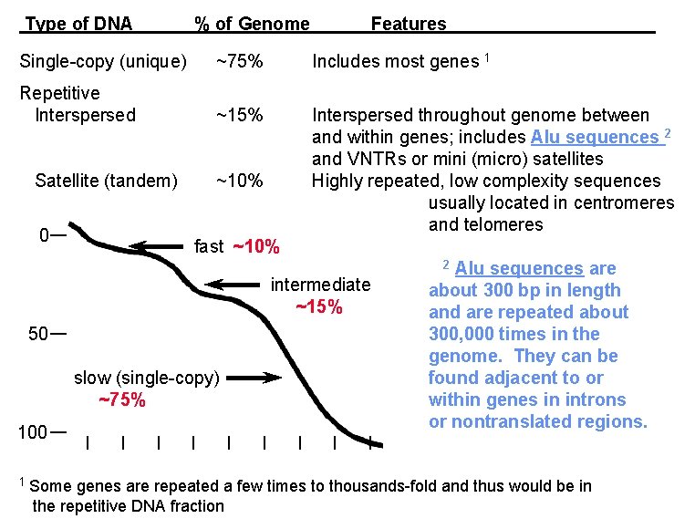 Type of DNA % of Genome Features Single-copy (unique) ~75% Includes most genes 1