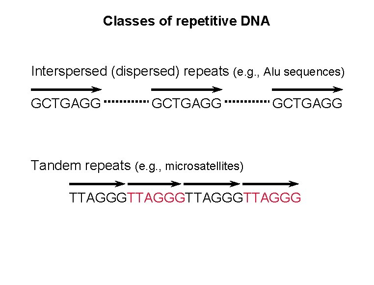Classes of repetitive DNA Interspersed (dispersed) repeats (e. g. , Alu sequences) GCTGAGG Tandem