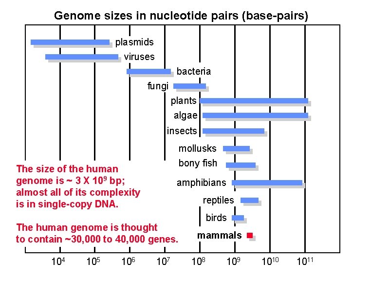 Genome sizes in nucleotide pairs (base-pairs) plasmids viruses bacteria fungi plants algae insects mollusks