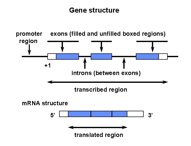 Gene structure promoter region exons (filled and unfilled boxed regions) +1 introns (between exons)