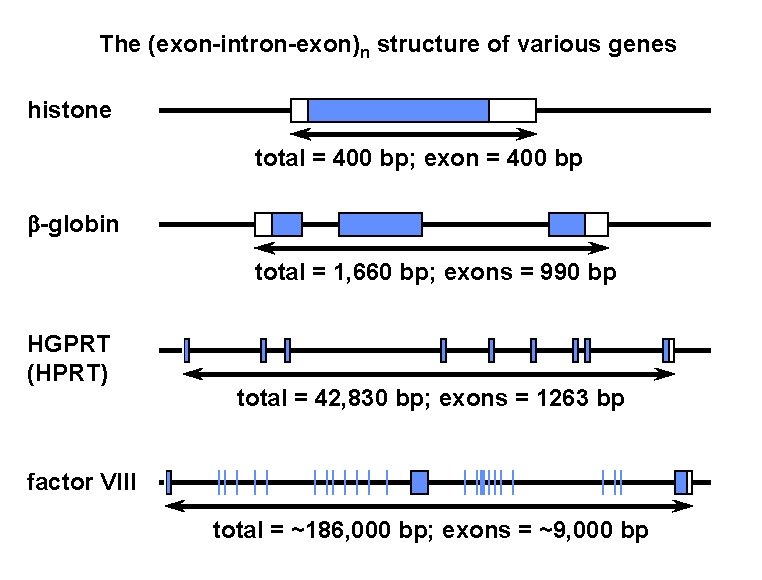 The (exon-intron-exon)n structure of various genes histone total = 400 bp; exon = 400