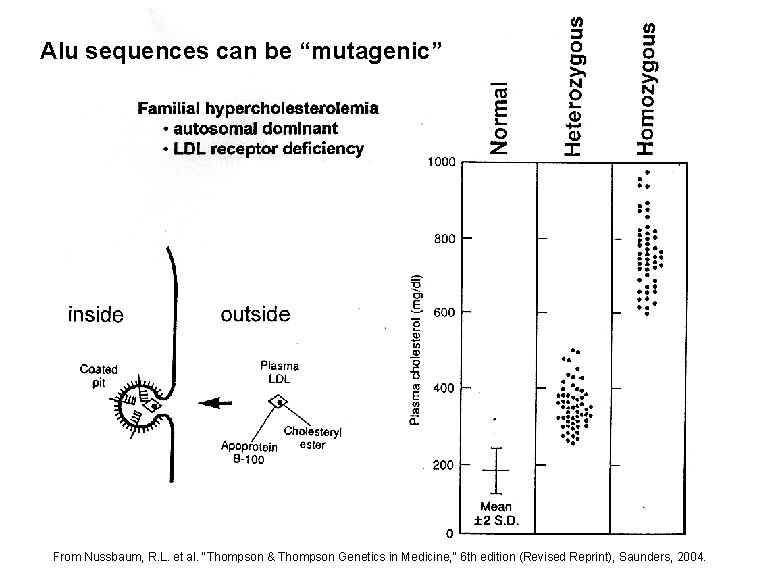 Alu sequences can be “mutagenic” Familial hypercholesterolemia • autosomal dominant • LDL receptor deficiency