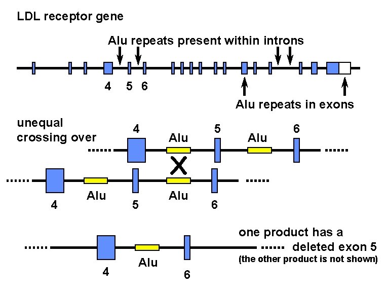 LDL receptor gene Alu repeats present within introns 4 5 6 Alu repeats in