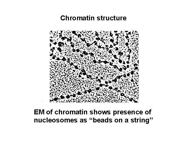 Chromatin structure EM of chromatin shows presence of nucleosomes as “beads on a string”