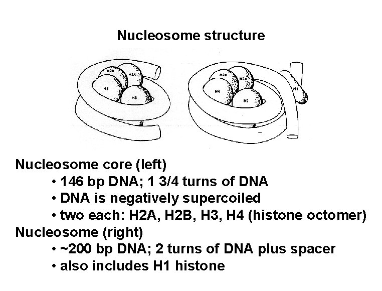 Nucleosome structure Nucleosome core (left) • 146 bp DNA; 1 3/4 turns of DNA