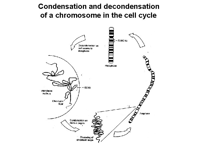 Condensation and decondensation of a chromosome in the cell cycle 