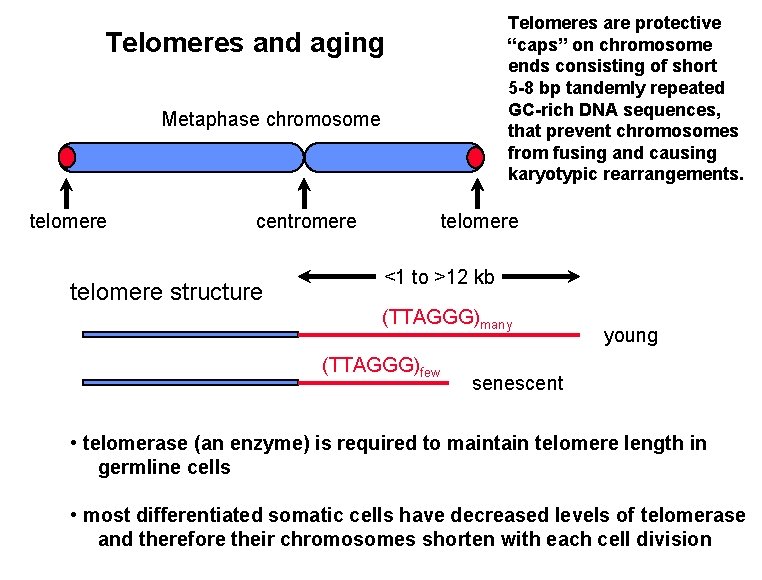 Telomeres are protective “caps” on chromosome ends consisting of short 5 -8 bp tandemly