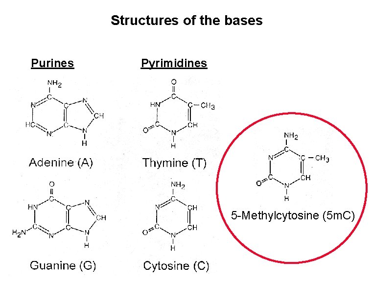 Structures of the bases Purines Pyrimidines Adenine (A) Thymine (T) 5 -Methylcytosine (5 m.