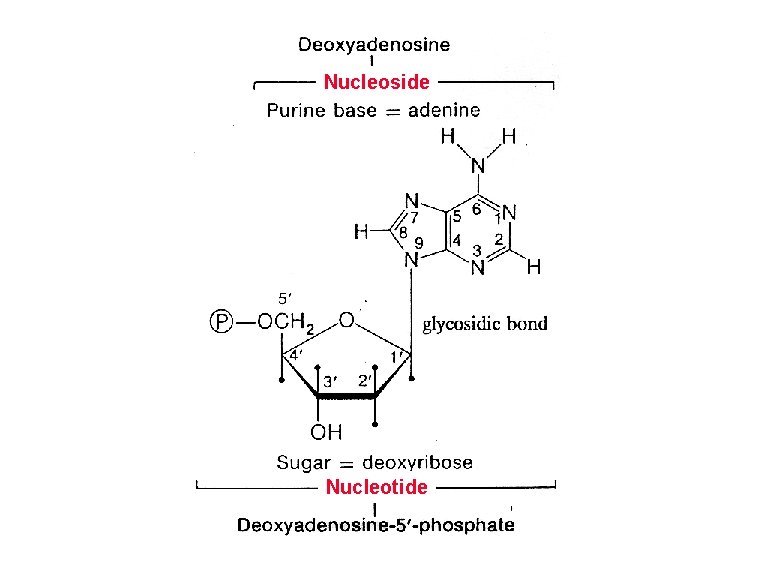 Nucleoside [structure of deoxyadenosine] Nucleotide 