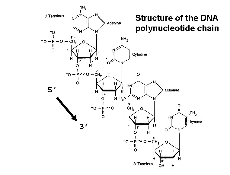 ii). Structure the Structure of theof DNA doublechain helix polynucleotide 5’ 3’ • polynucleotide