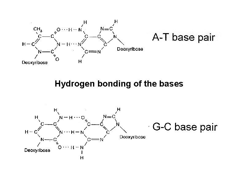 A-T base pair Hydrogen bonding of the bases G-C base pair Chargaff’s rule: The