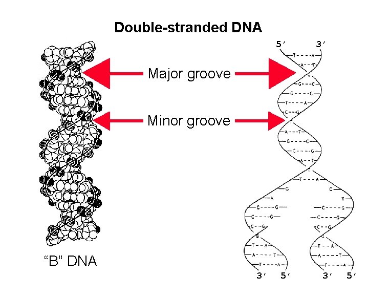 Double-stranded DNA 5’ 3’ Major groove Minor groove “B” DNA 3’ 5’ 