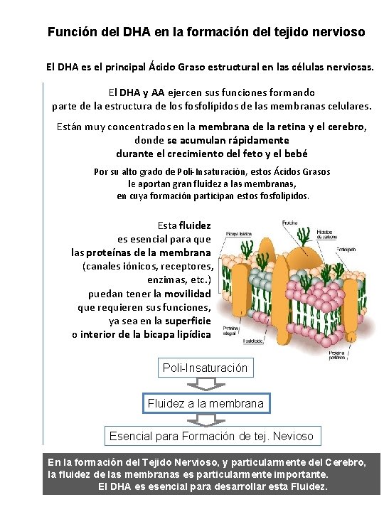 Función del DHA en la formación del tejido nervioso El DHA es el principal Función del DHA en la formación del tejido nervioso El DHA es el principal