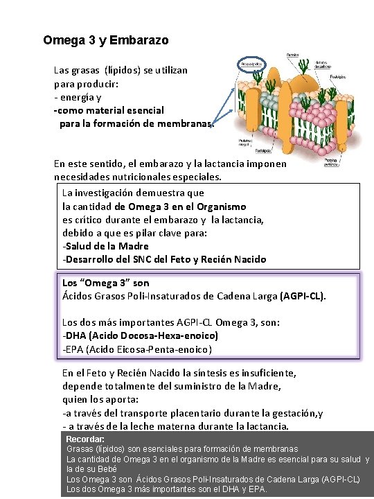 Omega 3 y Embarazo Las grasas (lípidos) se utilizan para producir: - energía y Omega 3 y Embarazo Las grasas (lípidos) se utilizan para producir: - energía y