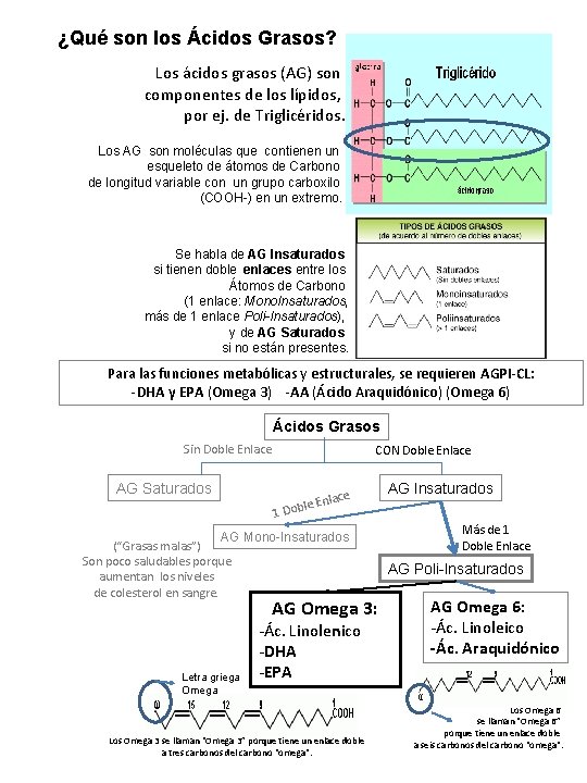 ¿Qué son los Ácidos Grasos? Los ácidos grasos (AG) son componentes de los lípidos, ¿Qué son los Ácidos Grasos? Los ácidos grasos (AG) son componentes de los lípidos,