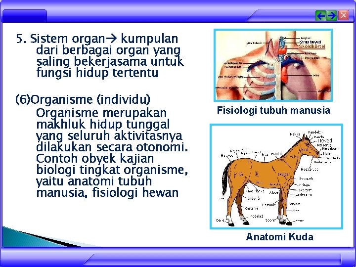5. Sistem organ kumpulan dari berbagai organ yang saling bekerjasama untuk fungsi hidup tertentu