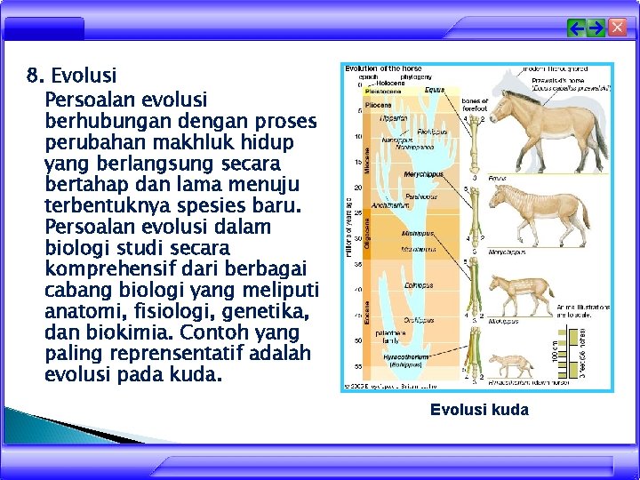 8. Evolusi Persoalan evolusi berhubungan dengan proses perubahan makhluk hidup yang berlangsung secara bertahap