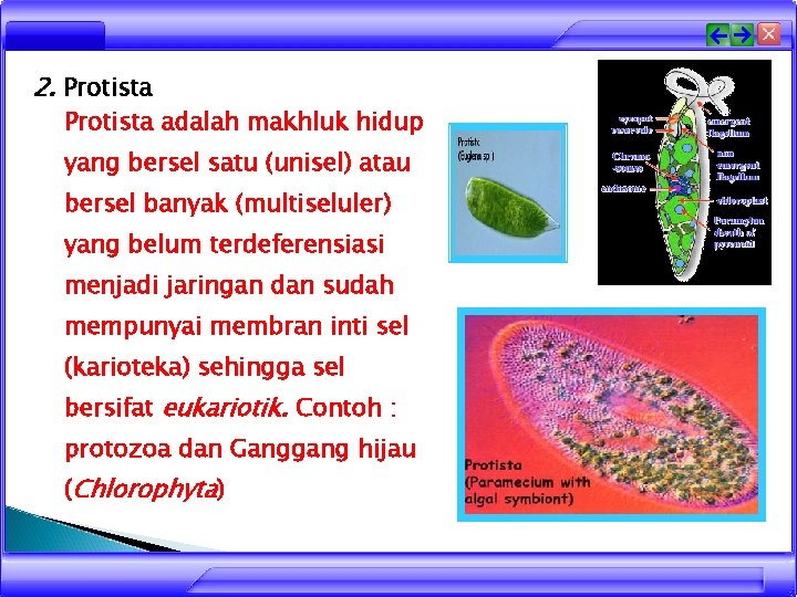 2. Protista adalah makhluk hidup yang bersel satu (unisel) atau bersel banyak (multiseluler) yang