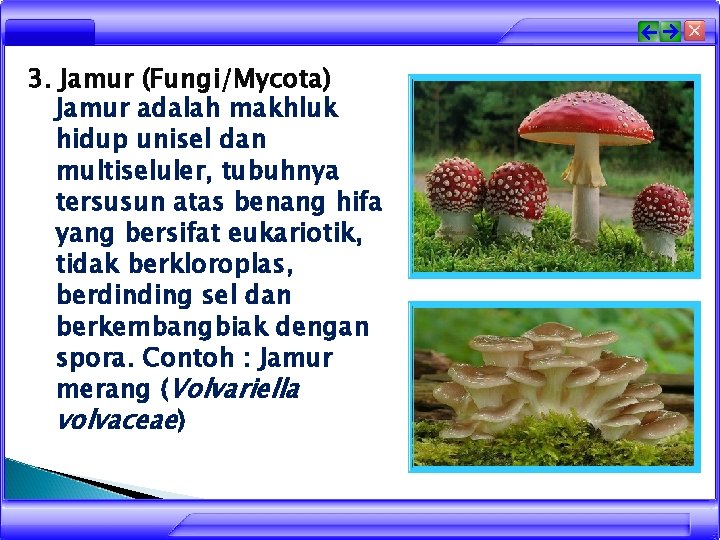 3. Jamur (Fungi/Mycota) Jamur adalah makhluk hidup unisel dan multiseluler, tubuhnya tersusun atas benang