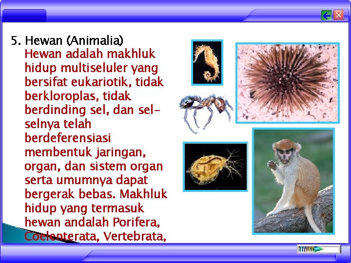 5. Hewan (Animalia) Hewan adalah makhluk hidup multiseluler yang bersifat eukariotik, tidak berkloroplas, tidak