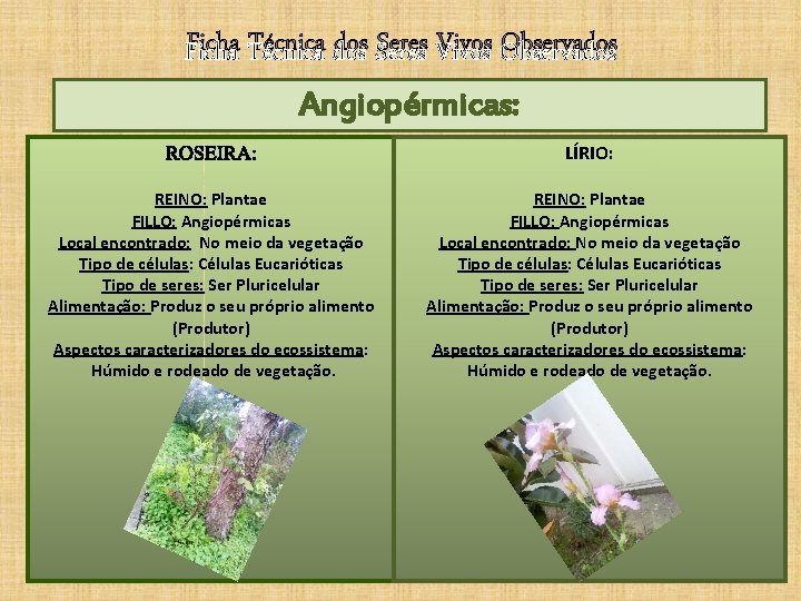 Ficha Técnica dos Seres Vivos Observados Angiopérmicas: ROSEIRA: LÍRIO: REINO: Plantae FILLO: Angiopérmicas Local