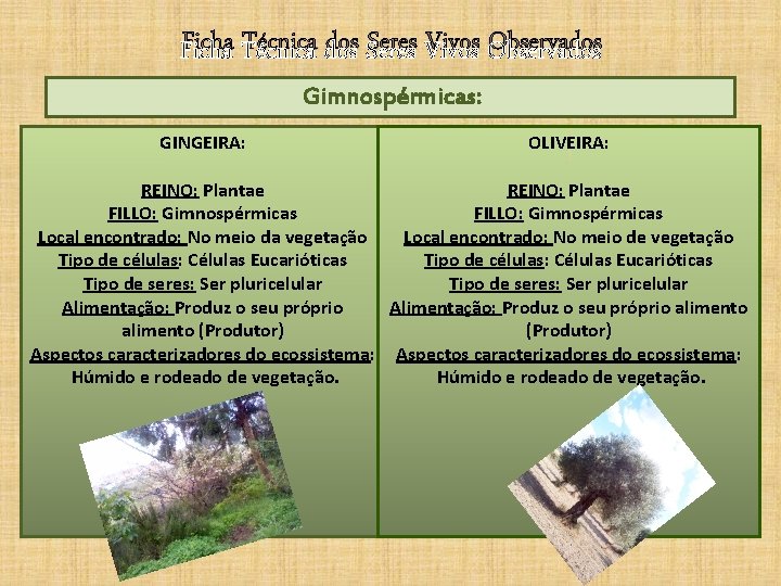 Ficha Técnica dos Seres Vivos Observados Gimnospérmicas: GINGEIRA: OLIVEIRA: REINO: Plantae FILLO: Gimnospérmicas Local Ficha Técnica dos Seres Vivos Observados Gimnospérmicas: GINGEIRA: OLIVEIRA: REINO: Plantae FILLO: Gimnospérmicas Local