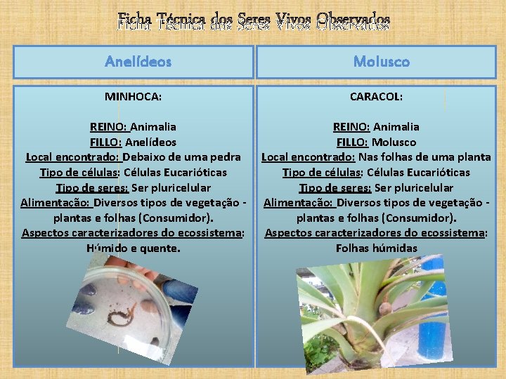 Ficha Técnica dos Seres Vivos Observados Anelídeos Molusco MINHOCA: CARACOL: REINO: Animalia FILLO: Anelídeos