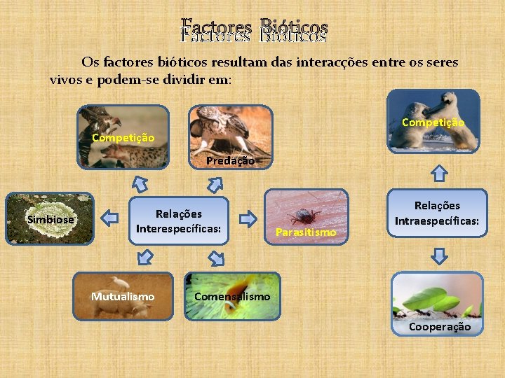 Factores Bióticos Os factores bióticos resultam das interacções entre os seres vivos e podem-se