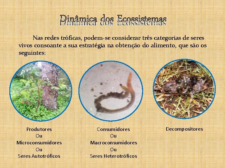 Dinâmica dos Ecossistemas Nas redes tróficas, podem-se considerar três categorias de seres vivos consoante