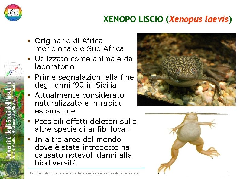 XENOPO LISCIO (Xenopus laevis) § Originario di Africa meridionale e Sud Africa § Utilizzato XENOPO LISCIO (Xenopus laevis) § Originario di Africa meridionale e Sud Africa § Utilizzato