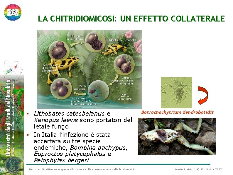 LA CHITRIDIOMICOSI: UN EFFETTO COLLATERALE § Lithobates catesbeianus e Xenopus laevis sono portatori del LA CHITRIDIOMICOSI: UN EFFETTO COLLATERALE § Lithobates catesbeianus e Xenopus laevis sono portatori del