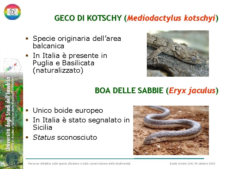 GECO DI KOTSCHY (Mediodactylus kotschyi) § Specie originaria dell’area balcanica § In Italia è GECO DI KOTSCHY (Mediodactylus kotschyi) § Specie originaria dell’area balcanica § In Italia è