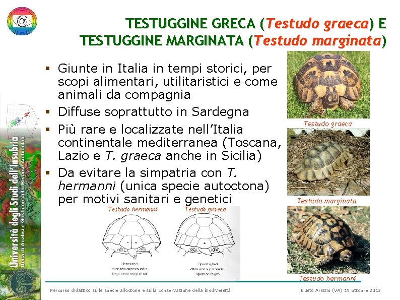 TESTUGGINE GRECA (Testudo graeca) E TESTUGGINE MARGINATA (Testudo marginata) § Giunte in Italia in TESTUGGINE GRECA (Testudo graeca) E TESTUGGINE MARGINATA (Testudo marginata) § Giunte in Italia in