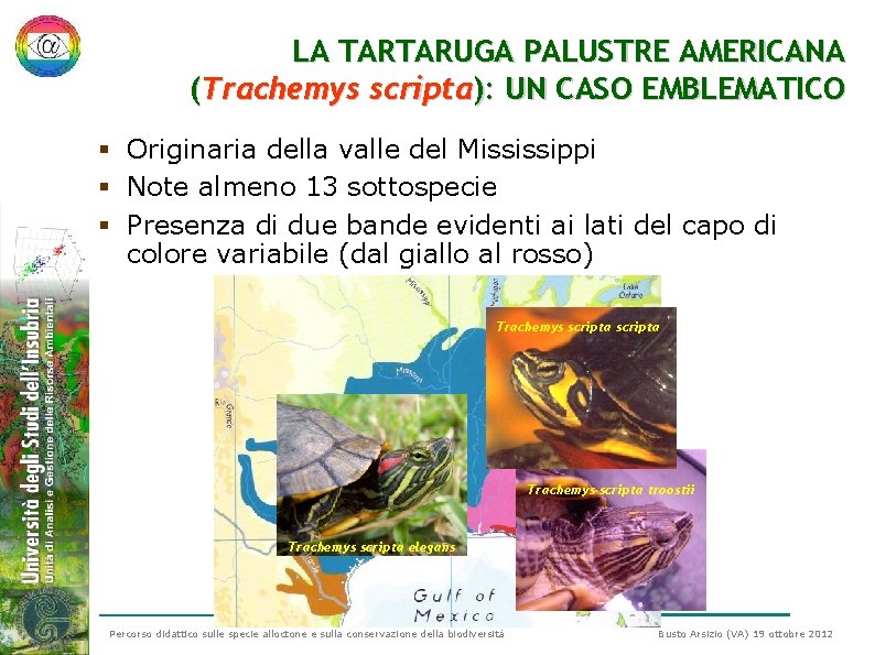 LA TARTARUGA PALUSTRE AMERICANA (Trachemys scripta): UN CASO EMBLEMATICO § Originaria della valle del LA TARTARUGA PALUSTRE AMERICANA (Trachemys scripta): UN CASO EMBLEMATICO § Originaria della valle del