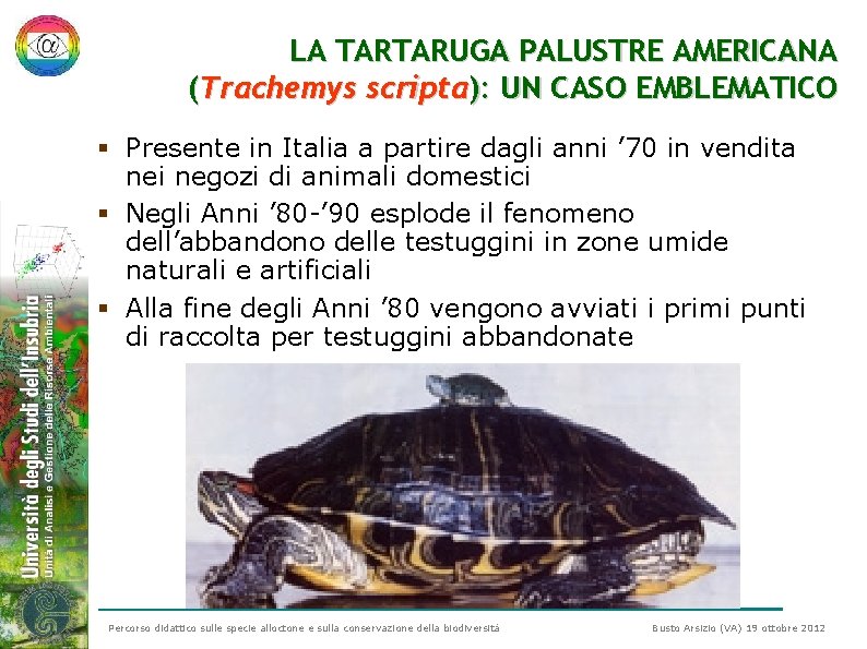 LA TARTARUGA PALUSTRE AMERICANA (Trachemys scripta): UN CASO EMBLEMATICO § Presente in Italia a LA TARTARUGA PALUSTRE AMERICANA (Trachemys scripta): UN CASO EMBLEMATICO § Presente in Italia a