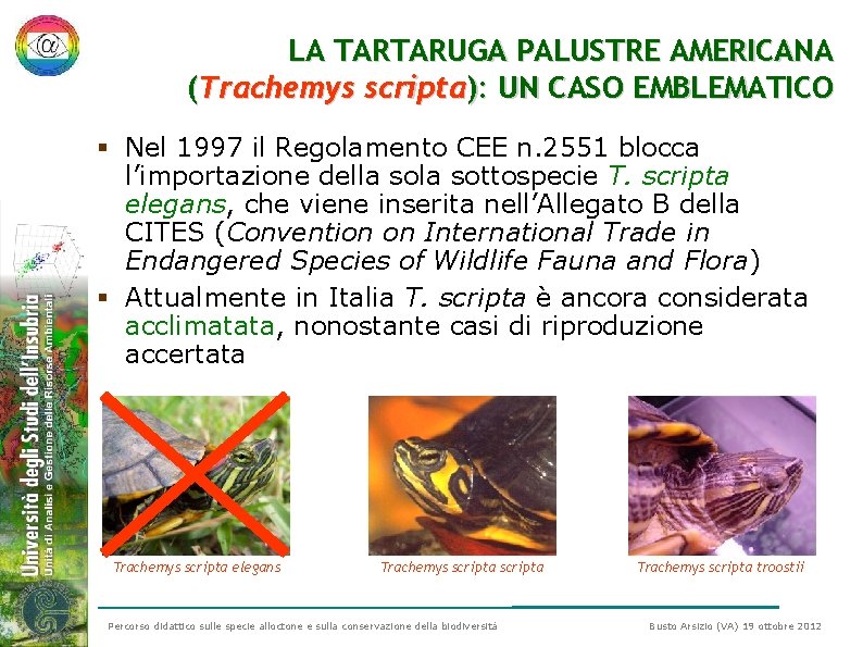 LA TARTARUGA PALUSTRE AMERICANA (Trachemys scripta): UN CASO EMBLEMATICO § Nel 1997 il Regolamento LA TARTARUGA PALUSTRE AMERICANA (Trachemys scripta): UN CASO EMBLEMATICO § Nel 1997 il Regolamento