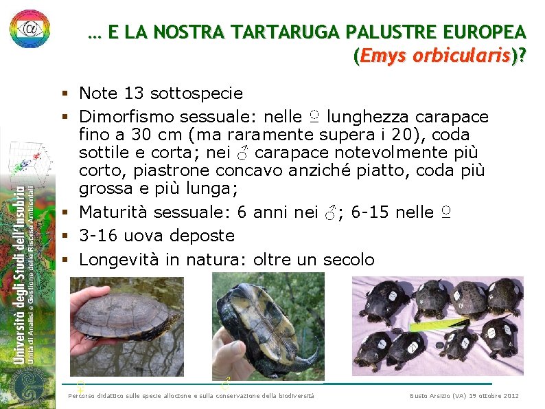 … E LA NOSTRA TARTARUGA PALUSTRE EUROPEA (Emys orbicularis)? § Note 13 sottospecie § … E LA NOSTRA TARTARUGA PALUSTRE EUROPEA (Emys orbicularis)? § Note 13 sottospecie §