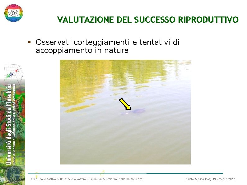 VALUTAZIONE DEL SUCCESSO RIPRODUTTIVO § Osservati corteggiamenti e tentativi di accoppiamento in natura ♀ VALUTAZIONE DEL SUCCESSO RIPRODUTTIVO § Osservati corteggiamenti e tentativi di accoppiamento in natura ♀