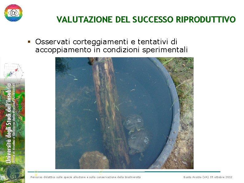 VALUTAZIONE DEL SUCCESSO RIPRODUTTIVO § Osservati corteggiamenti e tentativi di accoppiamento in condizioni sperimentali VALUTAZIONE DEL SUCCESSO RIPRODUTTIVO § Osservati corteggiamenti e tentativi di accoppiamento in condizioni sperimentali